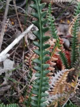 Image of Banksia obtusa (R. Br.) A. R. Mast & K. R. Thiele