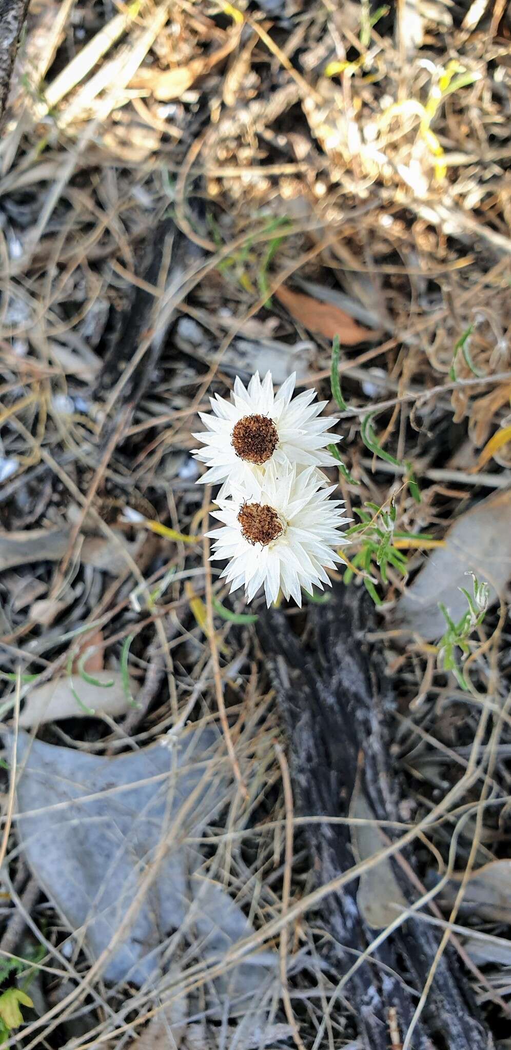 Слика од Helichrysum leucopsideum DC.