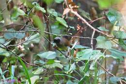 Image of Masked Laughingthrush