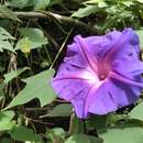 Image of Ipomoea laeta A. Gray ex S. Wats.