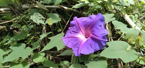 Imagem de Ipomoea laeta A. Gray ex S. Wats.