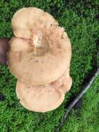 Image of Polyporus mcmurphyi Murrill 1915