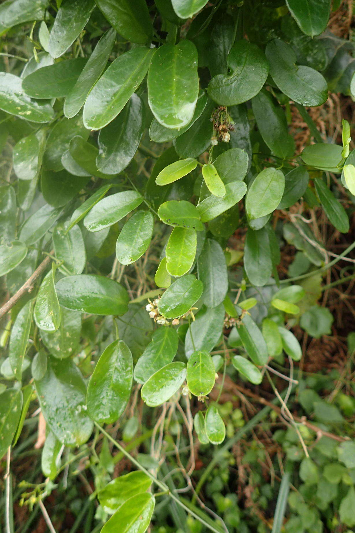 Image of Common dog-wort