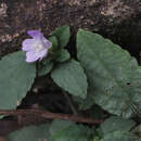 Strobilanthes tetraspermus Druce resmi