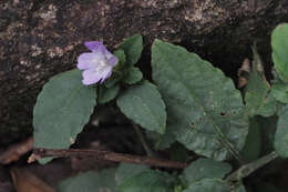 Strobilanthes tetraspermus Druce resmi