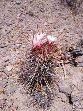 Image of Coryphantha clavata (Scheidw.) Backeb.