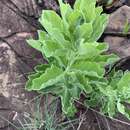 Imagem de Heteromorpha pubescens Burtt Davy