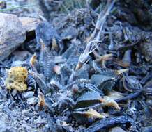 Image of Haworthia maraisii var. maraisii