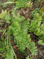 Image of Siberian wormwood