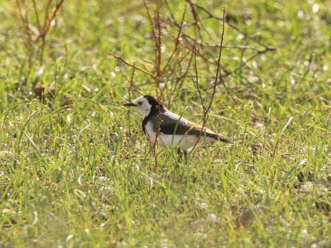 صورة Epthianura albifrons (Jardine & Selby 1828)