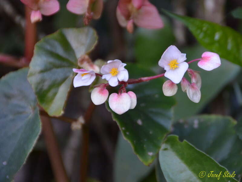 Image of Begonia subvillosa Klotzsch