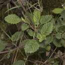 Image of Jovellana punctata Ruiz & Pav.