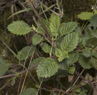 Image of Jovellana punctata Ruiz & Pav.