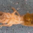 Image of Mediterranean mud shrimp