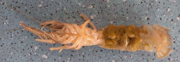 Image of Mediterranean mud shrimp
