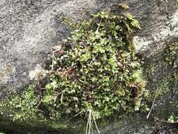 Image of elliptic plagiomnium moss