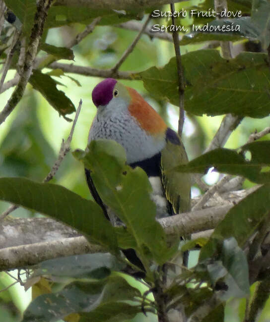 Image of Eastern Superb Fruit-dove