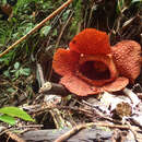 Image of Rafflesia gadutensis W. Meijer