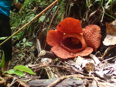 Image of Rafflesia gadutensis W. Meijer