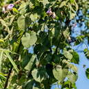 Image of Argyreia capitiformis (Poir.) van Ooststroom