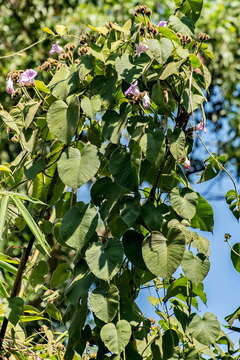 Image de Argyreia capitiformis (Poir.) van Ooststroom