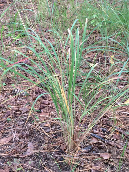 Image of slender Indiangrass