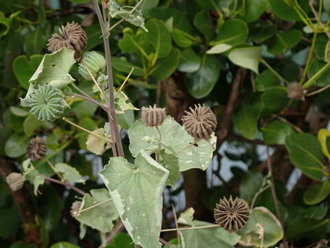 Imagem de Abutilon indicum (L.) Sweet