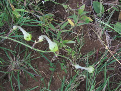 Image of Hairy Ceropegia