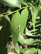Image of <i>Aceria brachytarsus</i>