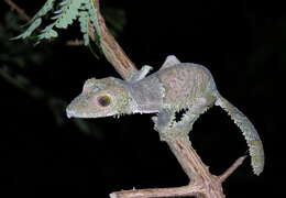 Image of Henkel’s flat-tailed gecko