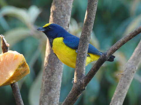 Image of Spot-crowned Euphonia