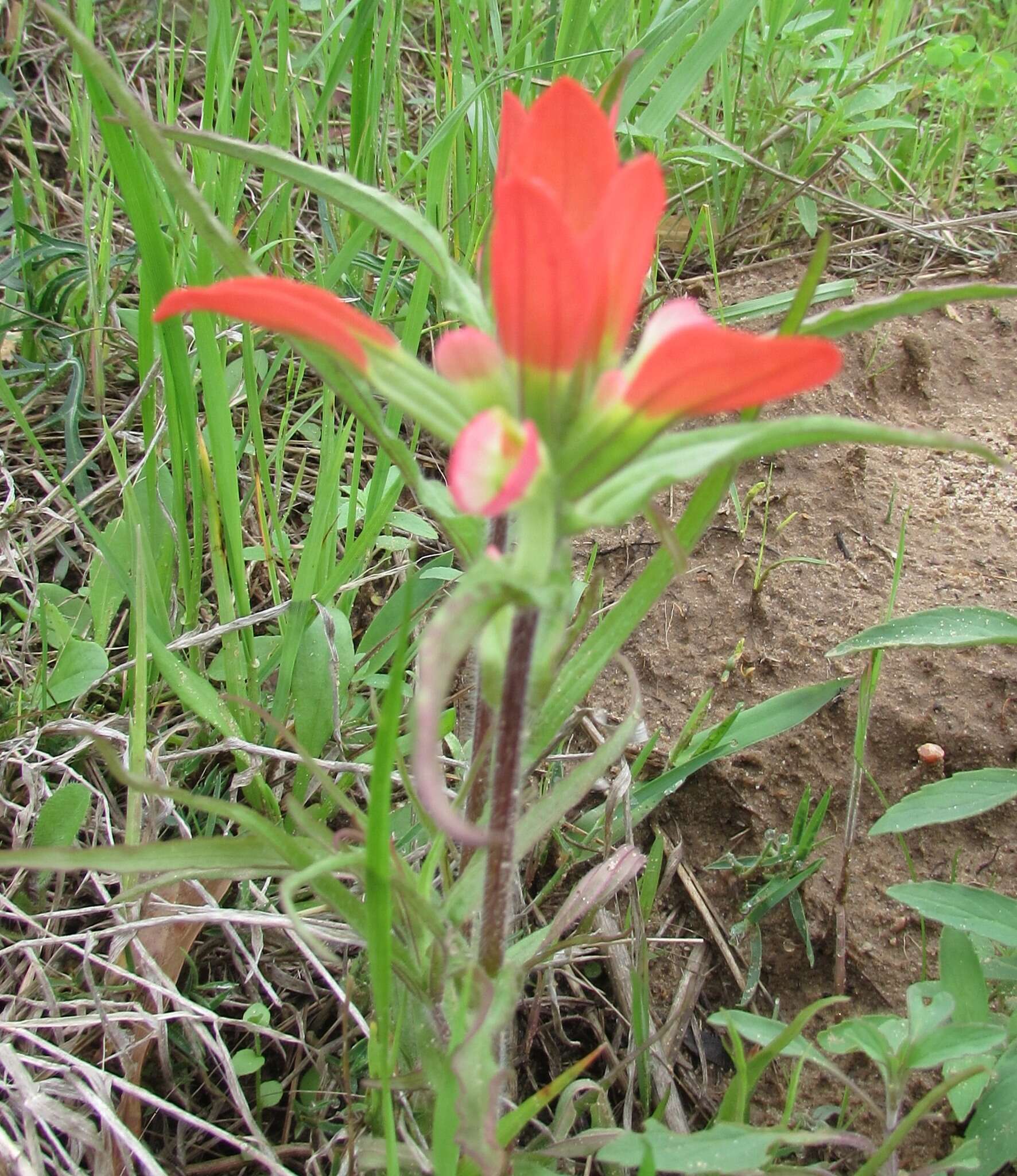 Image de Castilleja indivisa Engelm.