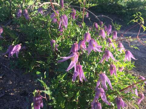 Image of rock clematis