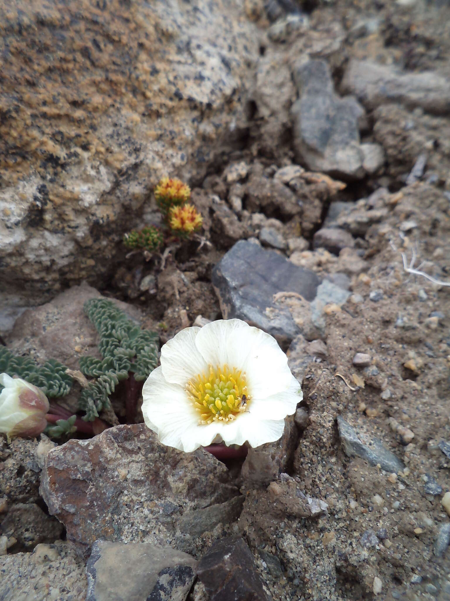 Image of Callianthemum alatavicum Freyn