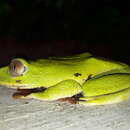 Image of Seychelles Tree Frog