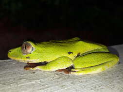 Image of Seychelles Tree Frog