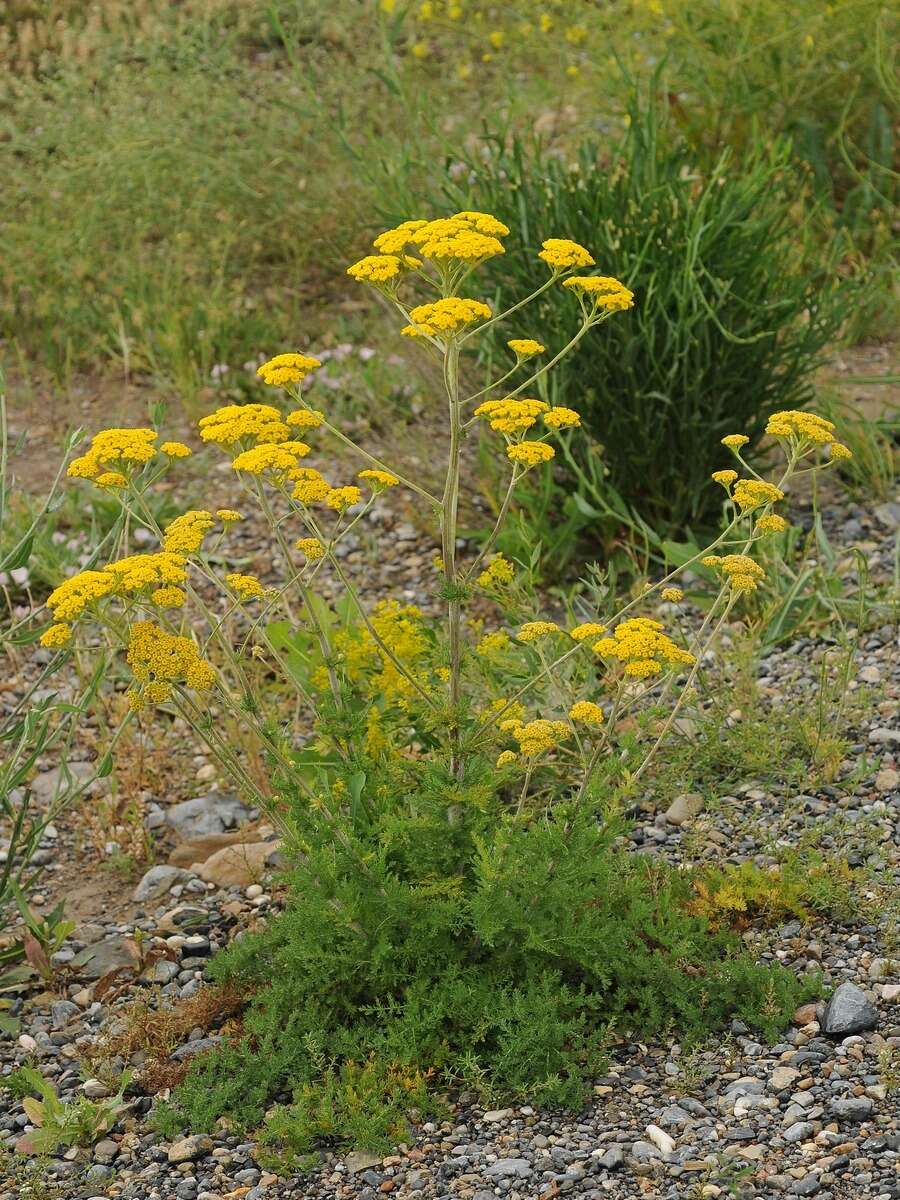 Sivun Handelia trichophylla (Schrenk ex Fisch. & C. A. Mey.) Heimerl kuva