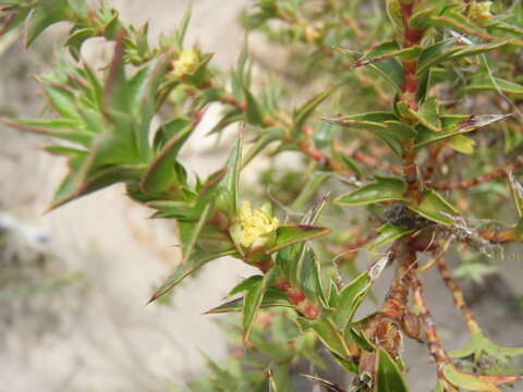 Image of Cliffortia ilicifolia var. cordifolia (Lam.) Harv.