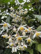 Image of Solanum luculentum C. V. Morton ex S. Knapp