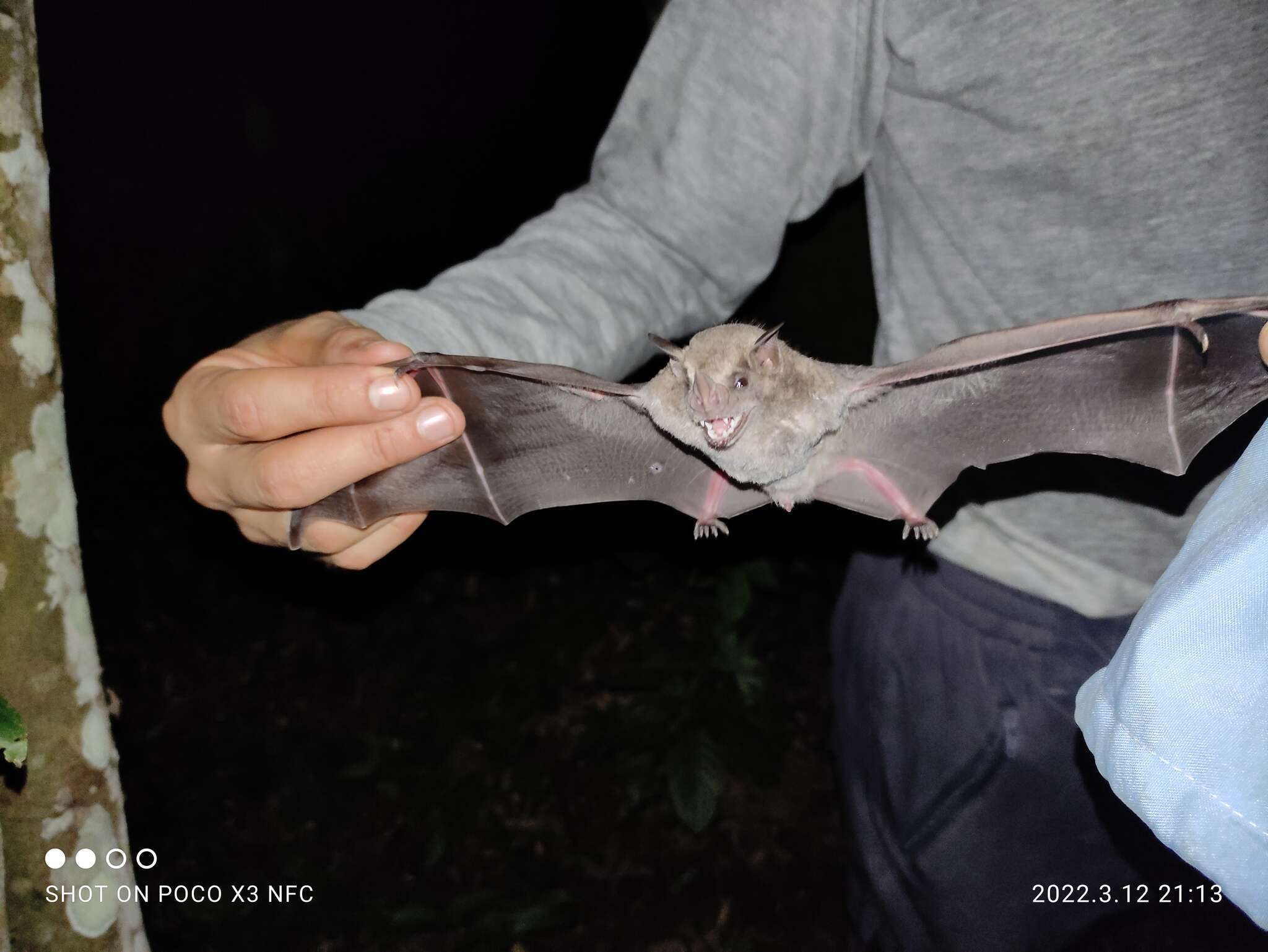 Image of Fraternal Fruit-eating Bat