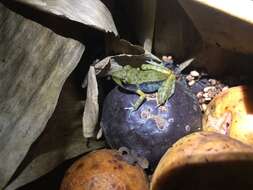 Image of Fort Randolph Robber Frog