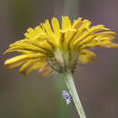 Crepis commutata (Spreng.) W. Greuter resmi