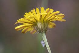 Image of Crepis commutata (Spreng.) W. Greuter