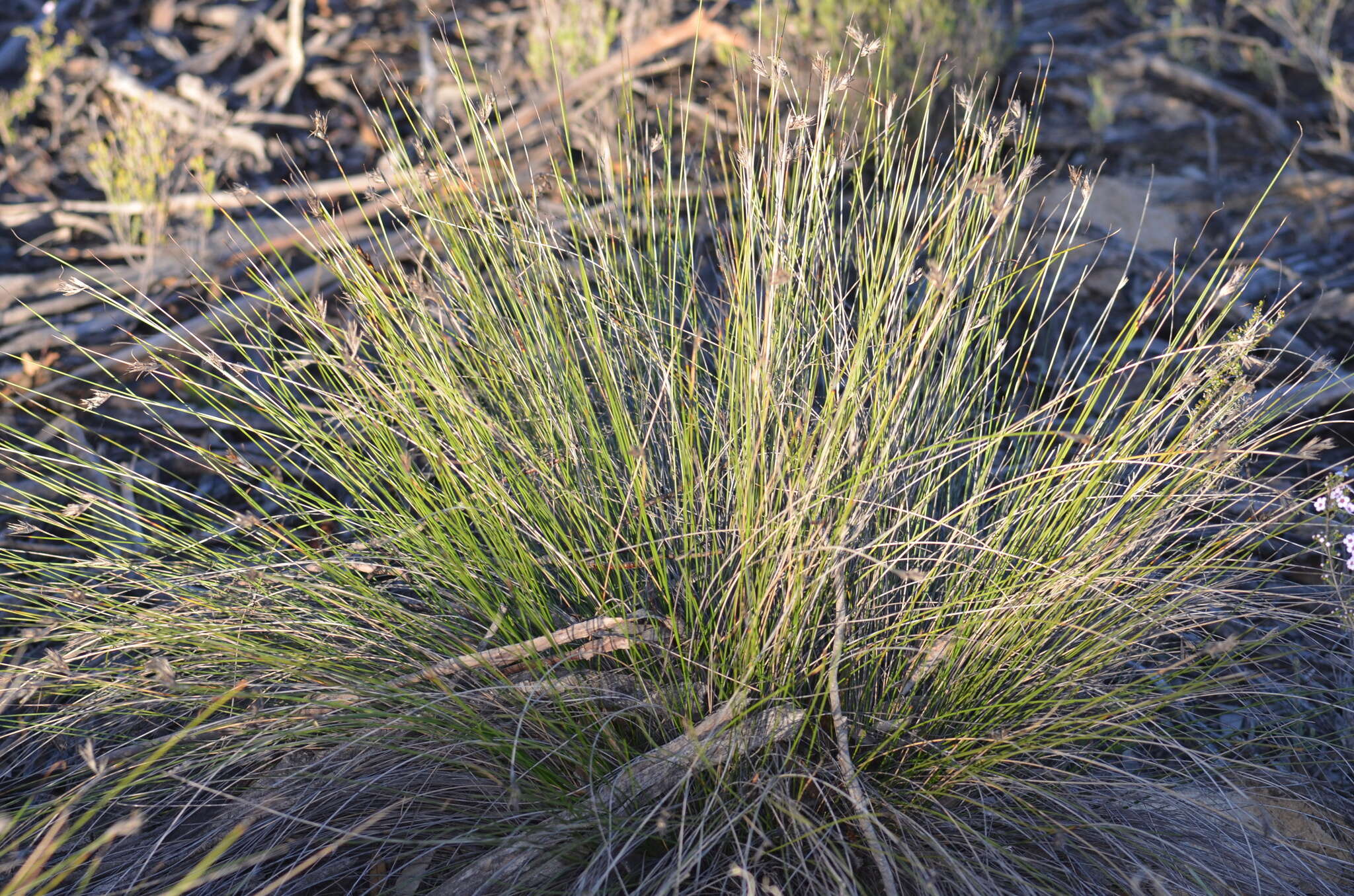 Image of Lepidosperma carphoides F. Muell. ex Benth.