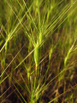 Image de Aegilops biuncialis Vis.