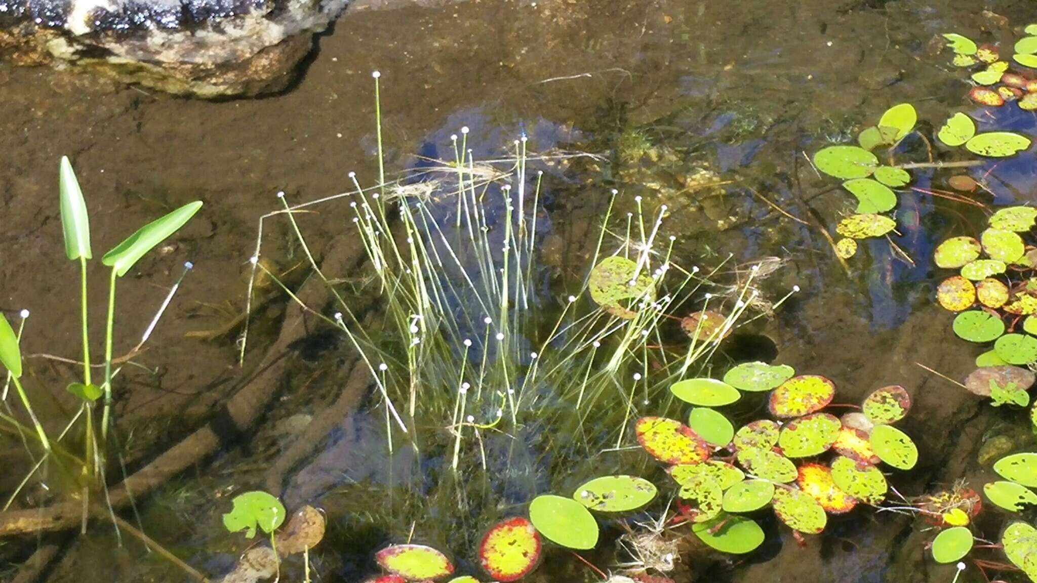 Image of sevenangle pipewort