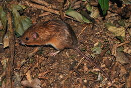 Image of Heteromys pictus (Thomas 1893)