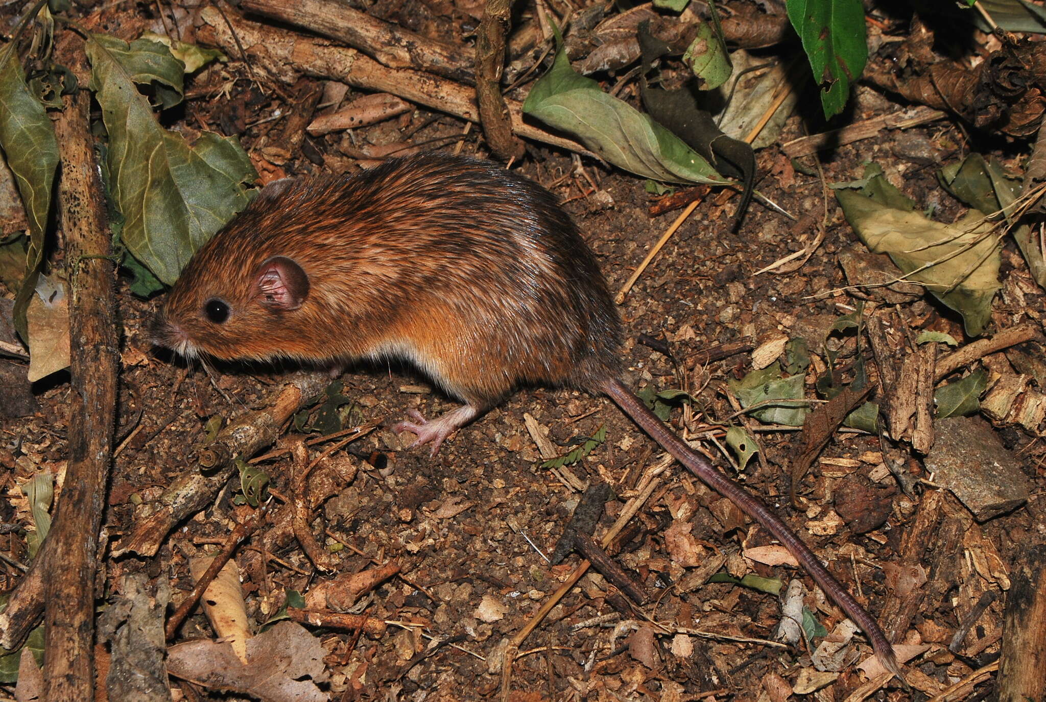 Image de Heteromys pictus (Thomas 1893)