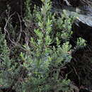 Image of Clinopodium taxifolium (Kunth) Govaerts