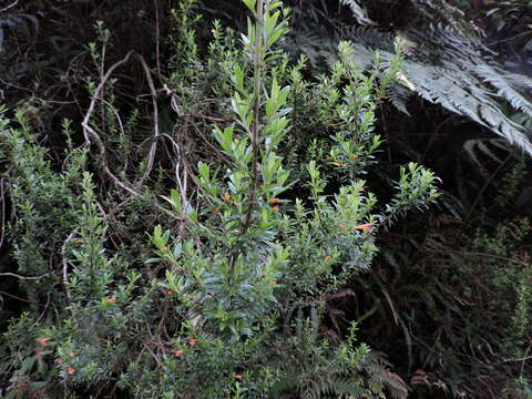 Image de Clinopodium taxifolium (Kunth) Govaerts